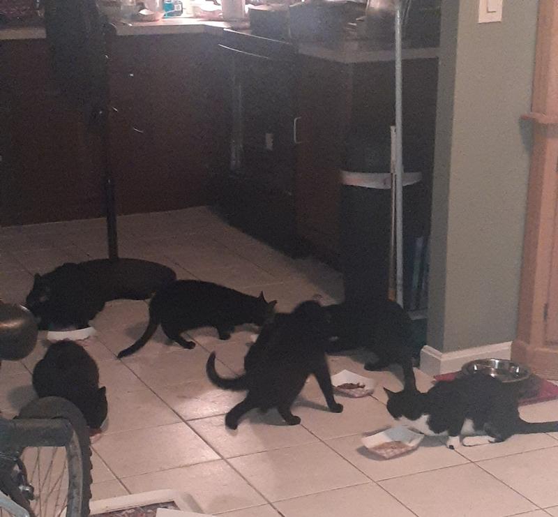 PetArmor Home and Carpet Fleas and Ticks Pet Spray, 16 fl. oz. Petco