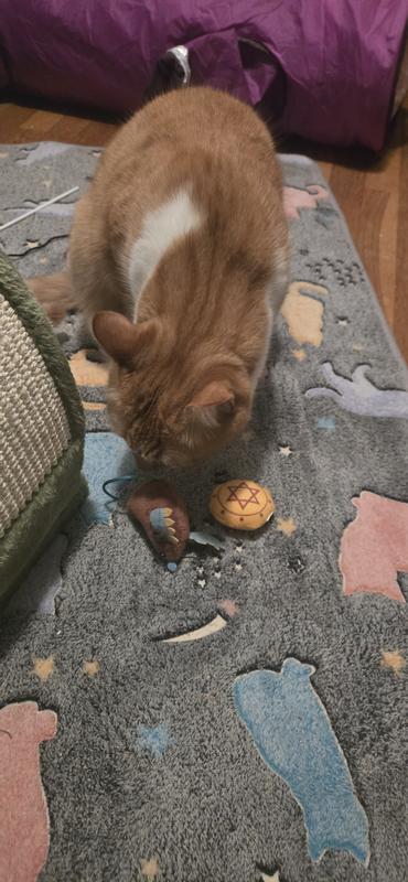 Cheddar loves his toys!
