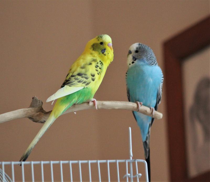 Finnegan and Stormy
