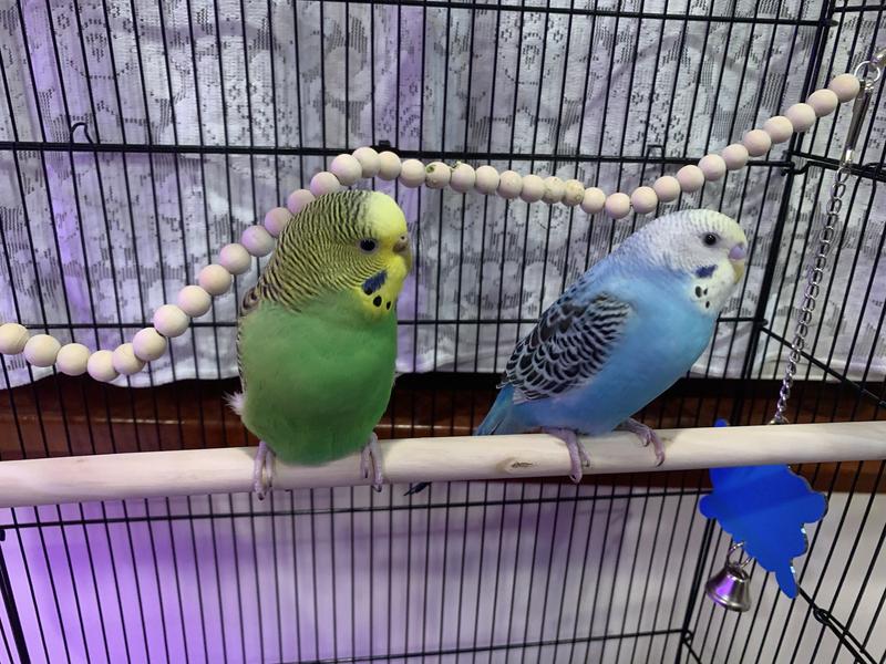 Parakeets for sale outlet at petco