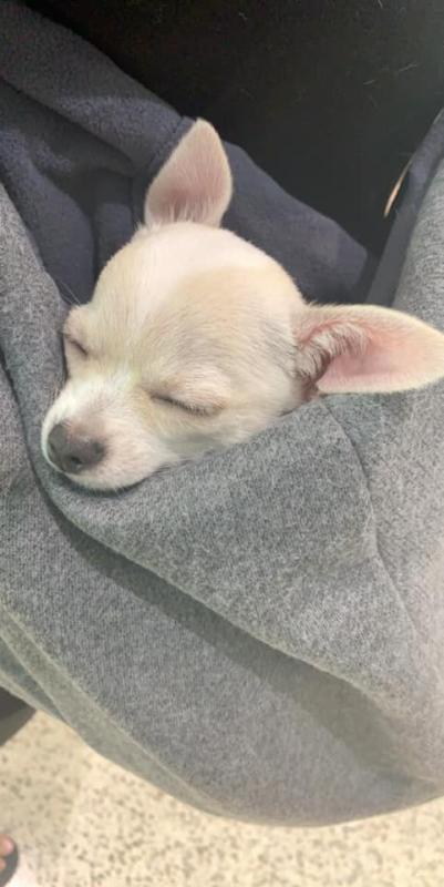 petco dog carrier sling