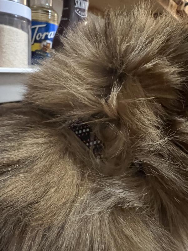 YOULY Black & Red Reflective Kitten Collar, X-Small | Petco