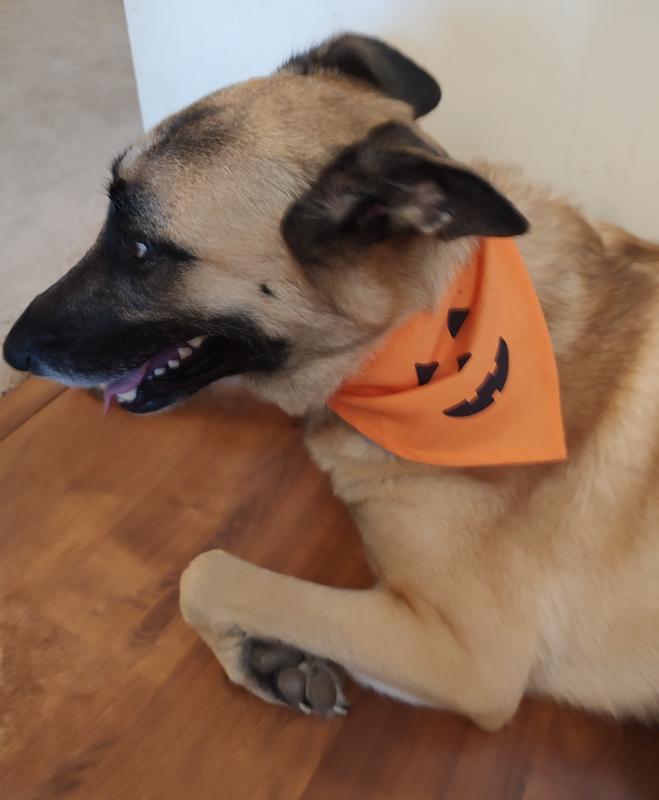 Photo - commentaire 2.