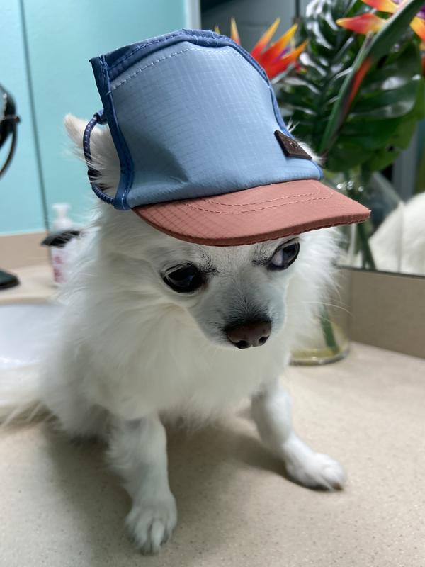 Reddy BFF Dog Hat Small Medium Navy Petco