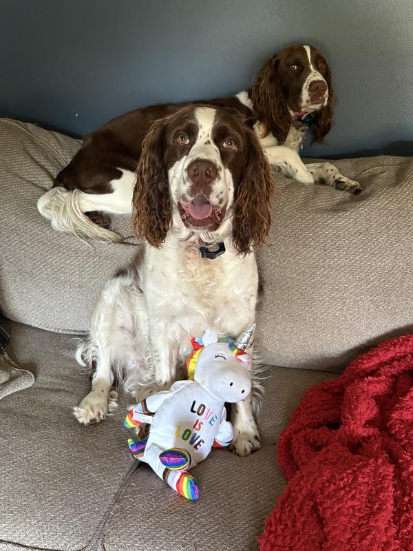 Buster enjoying the pride unicorn