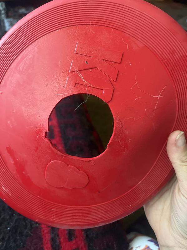 Petco kong outlet frisbee