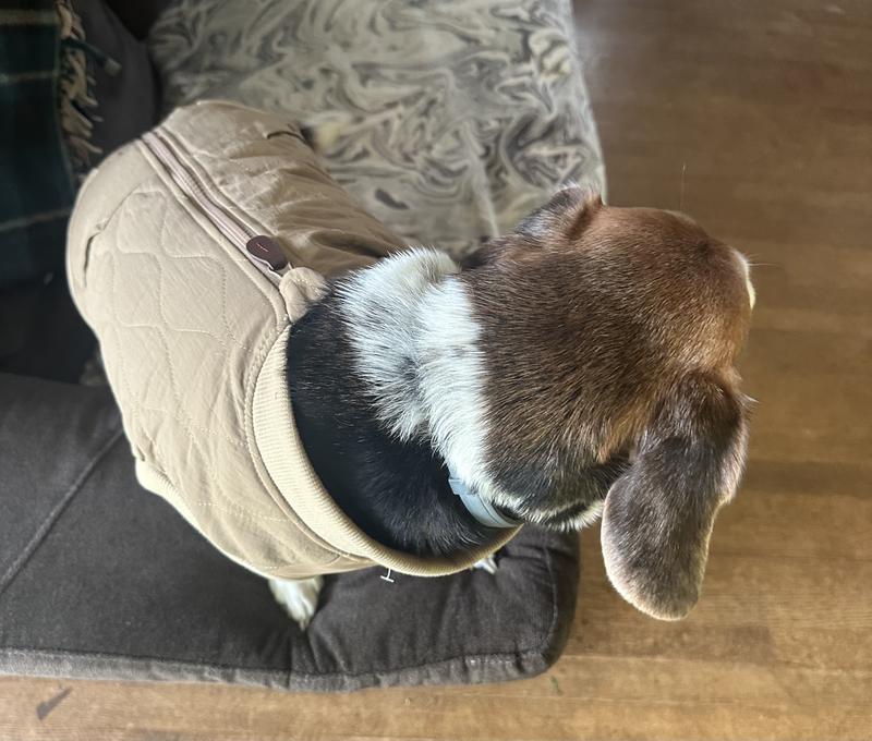 My fur baby loves his new jacket!