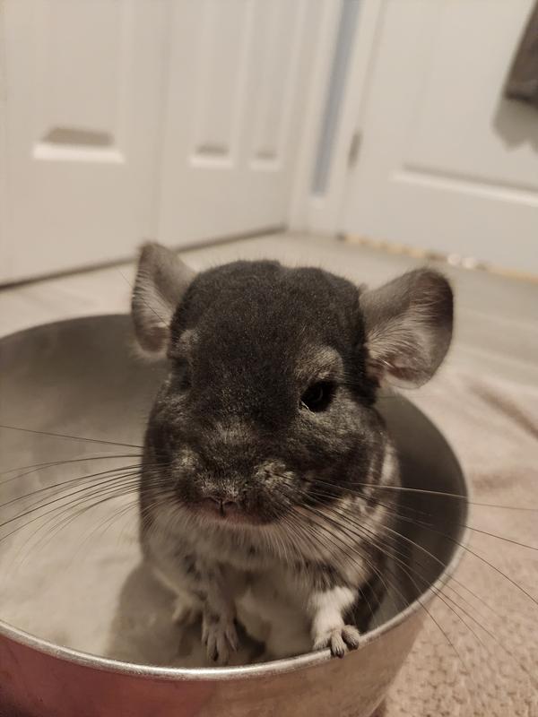 Chinchilla pet sale store