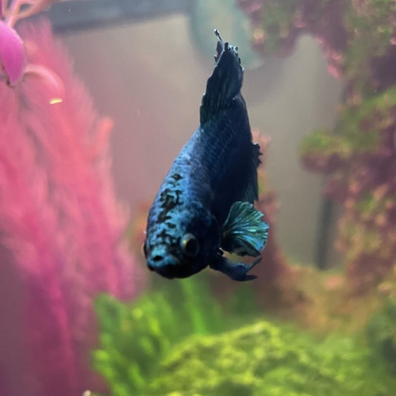 In the background behind my beautiful fish before he was hurt, is the decoration