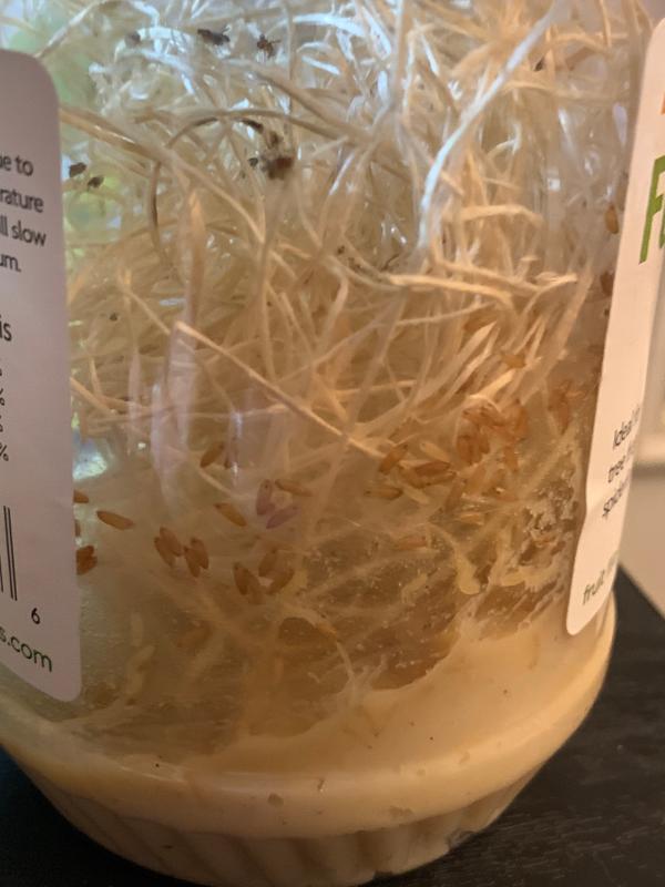 Flightless Fruit Flies For Sale Culture Kit Petco