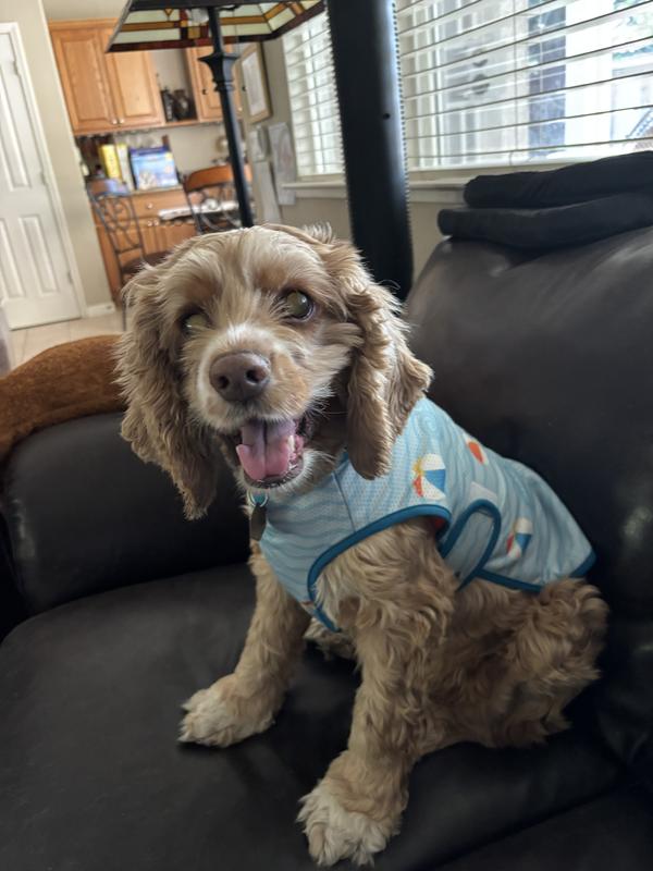Ginger is staying cool this summer.