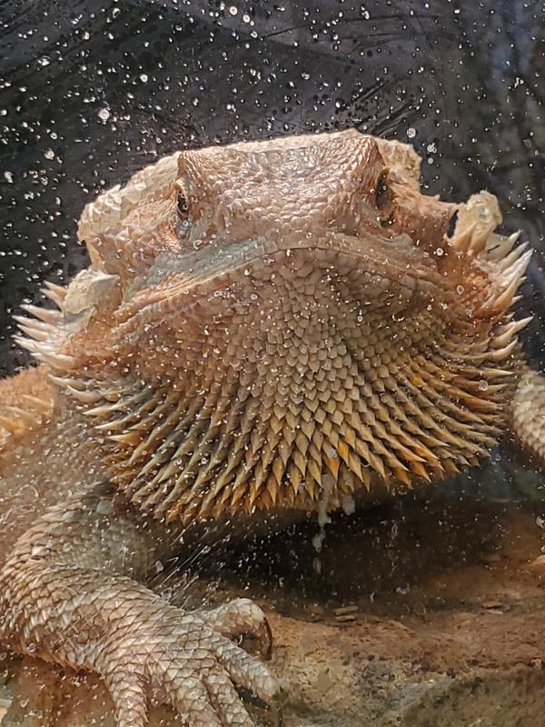 Grumpy...Not Grumpy