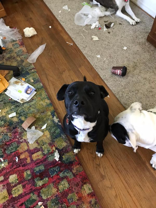 Emma-pit/lab mix