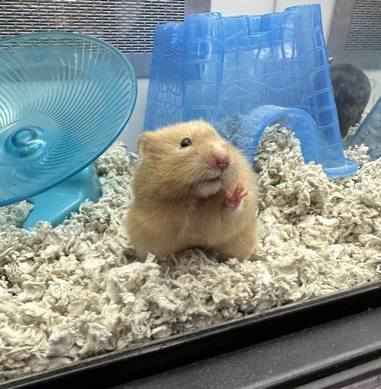 Types of store hamsters at petco