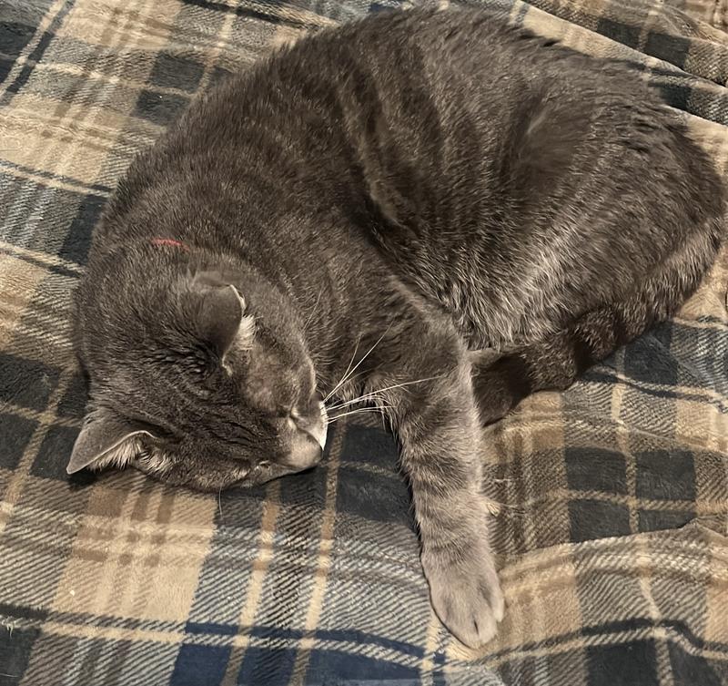 A nap after eating