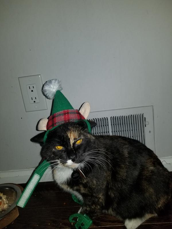 Mai-Tae's daughter Taffy....the spoiled one!