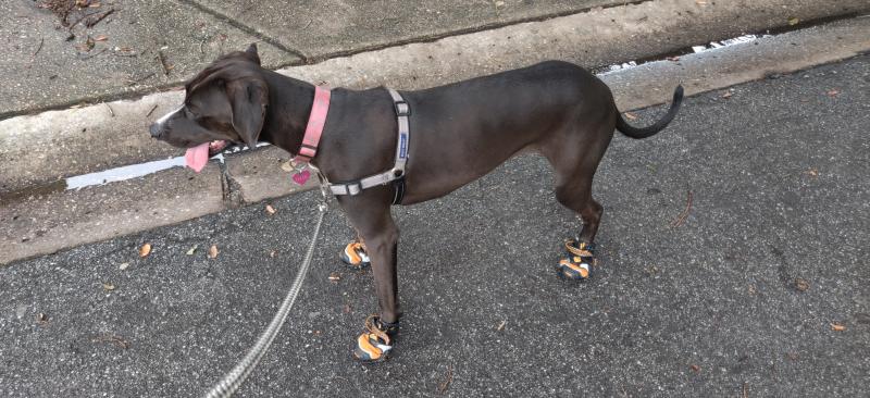 kurgo step n strobe dog shoes