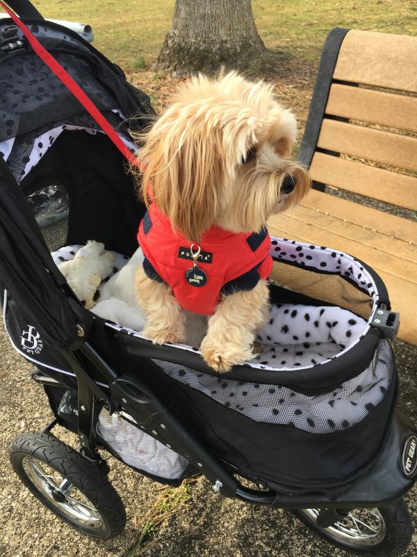 Pet gear outlet buggy