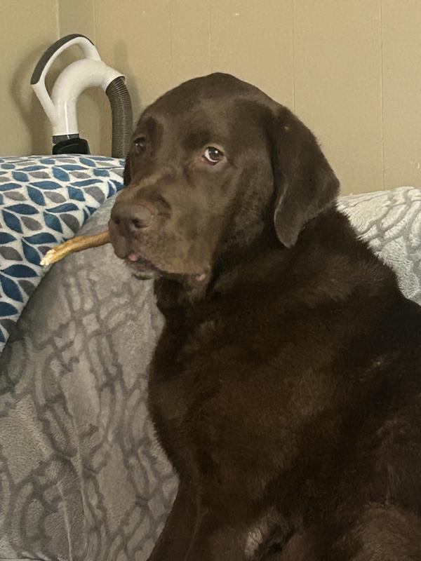 Penelope