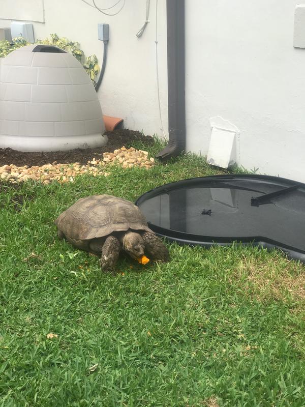 petco igloo dog house medium