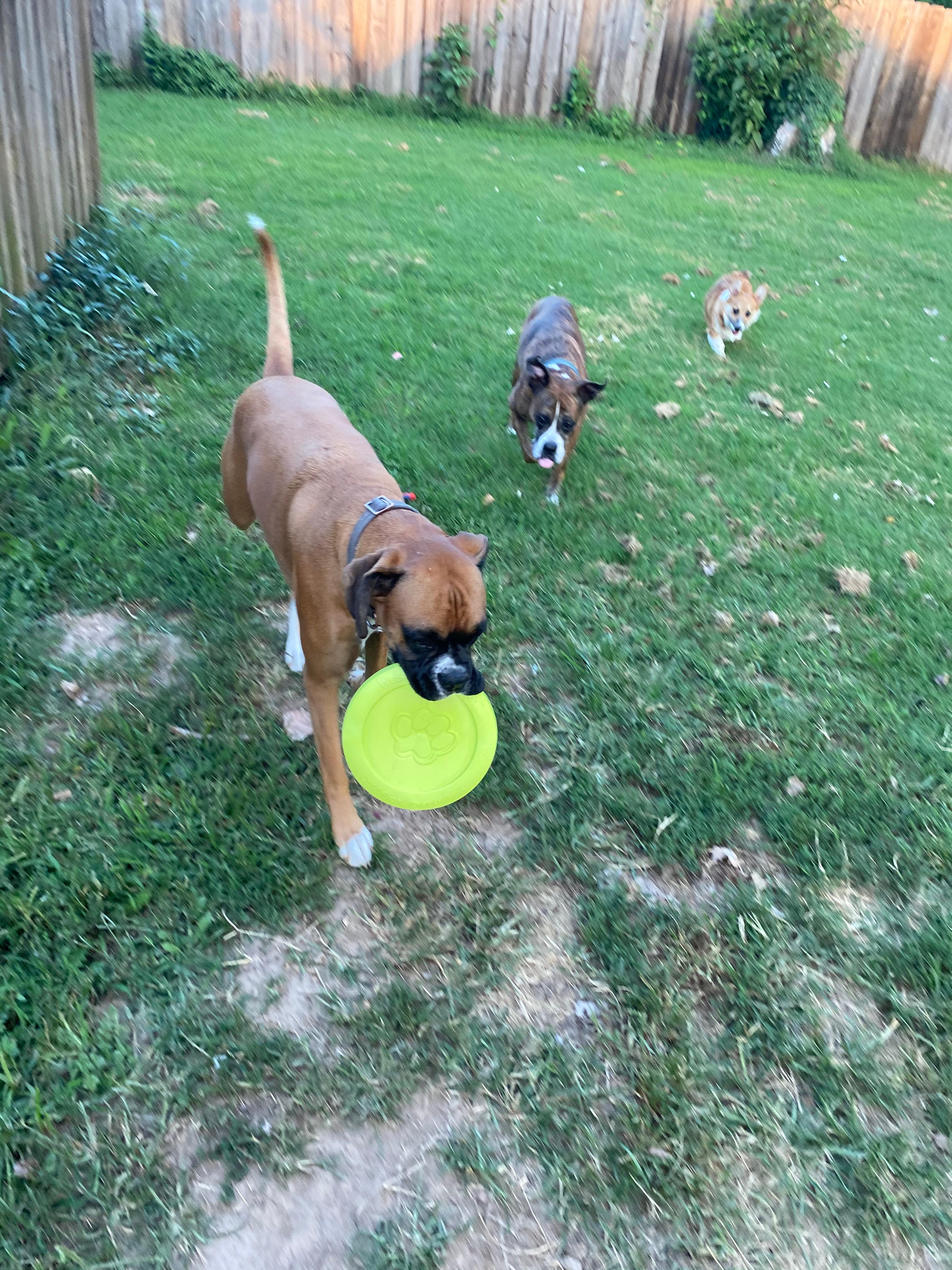 Petco dog frisbee best sale