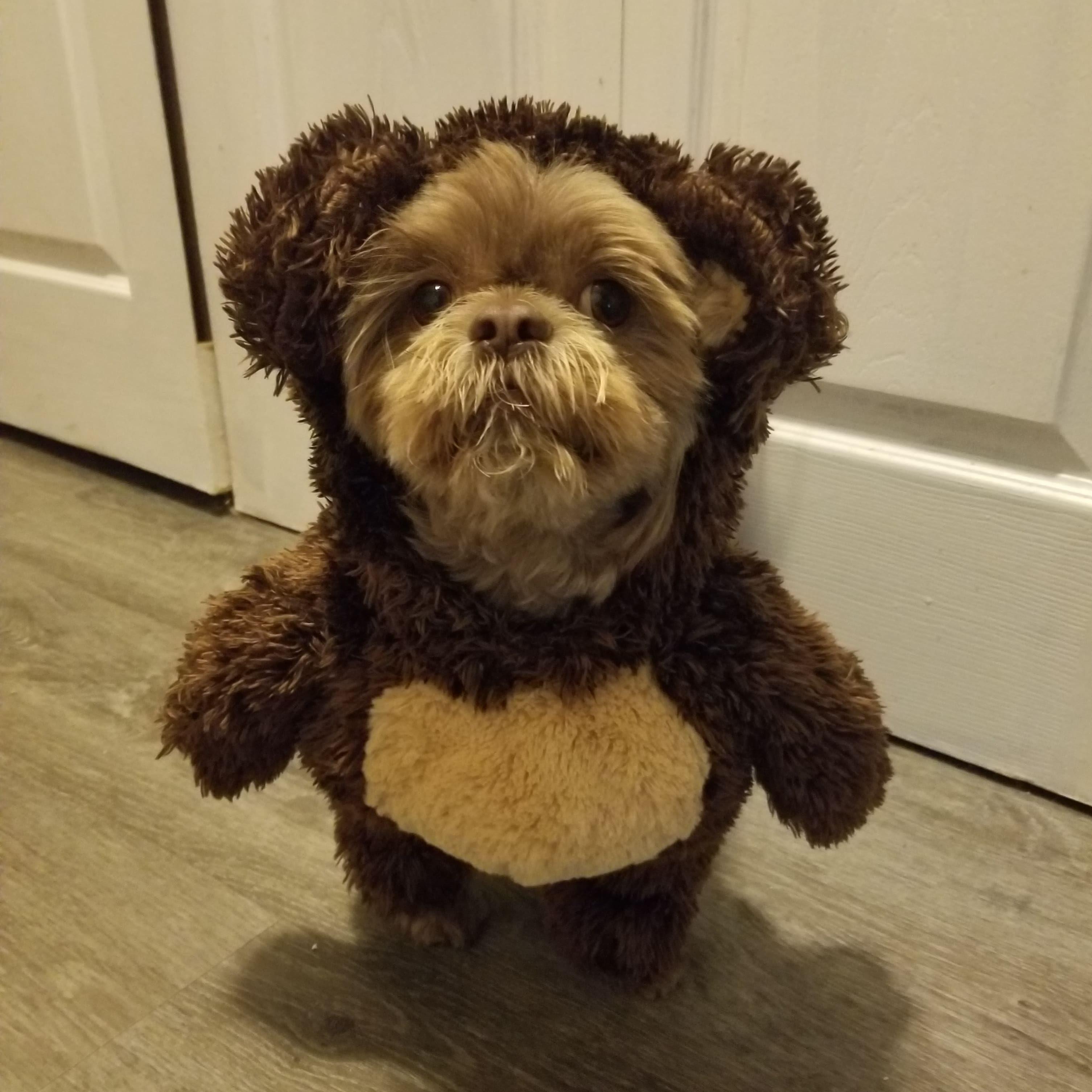 Dog in teddy bear suit clearance