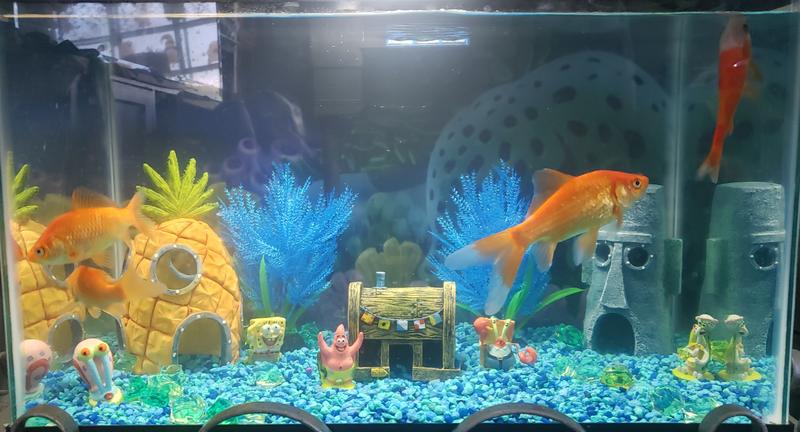 Perfect for our 3 years olds tank