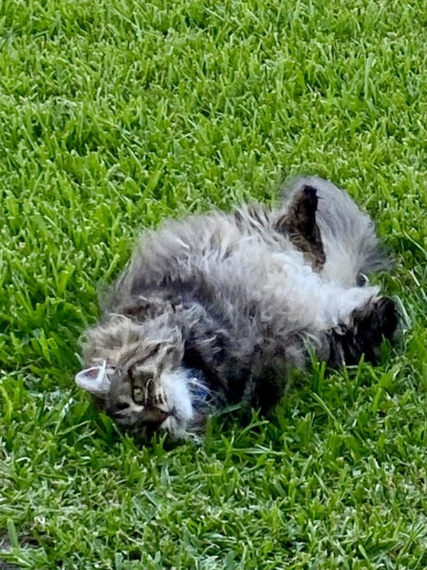 Kitty full and happy.