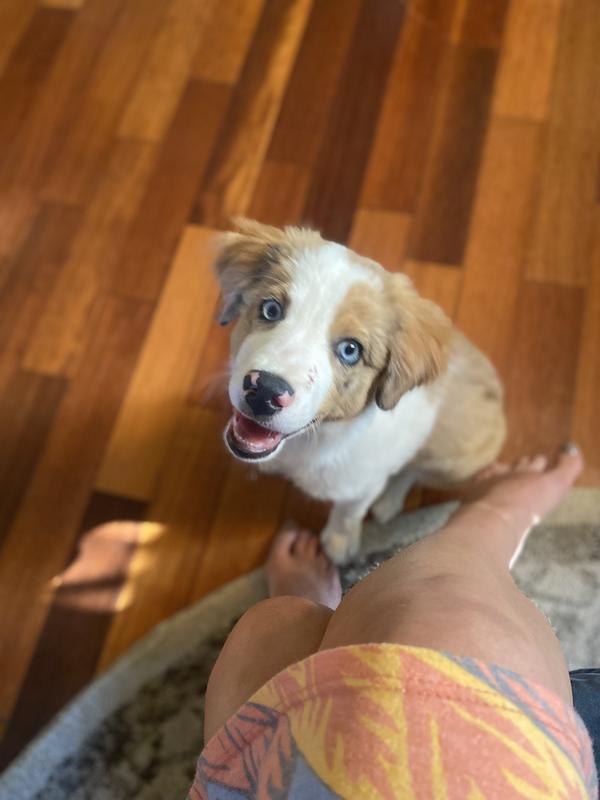 I also have an Australian shepherd pup, whose coat is so soft after switching to this flavor