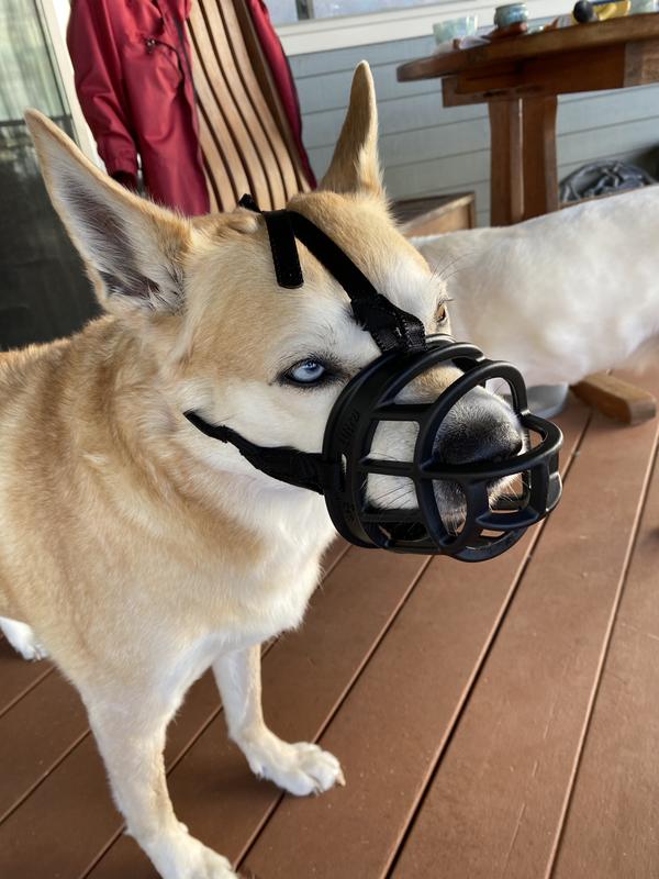 Basket on sale muzzle petco