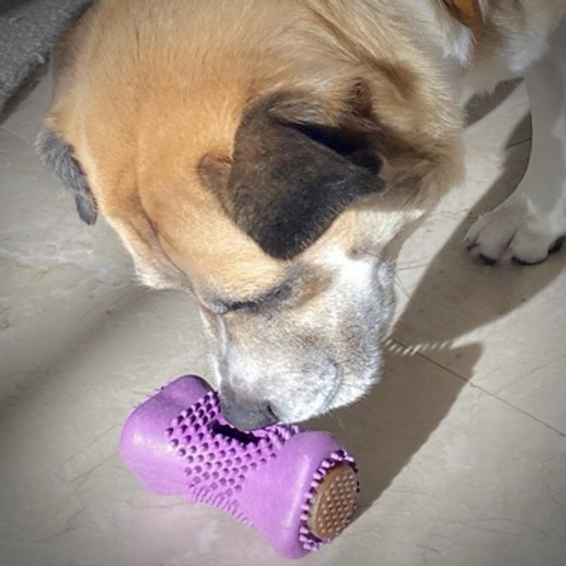 My pup sniffs to see it the dispenser contains treats, but will still gnaw it if it doesn’t.