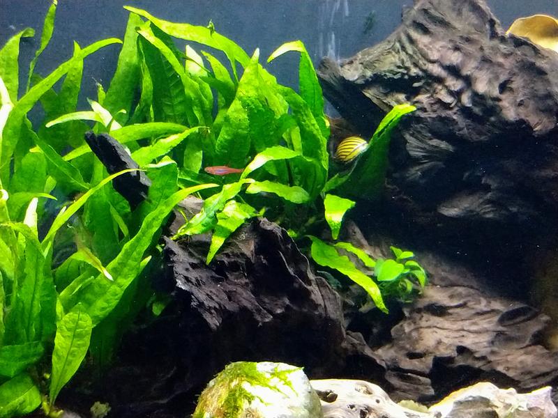 Java Fern "Narrow leaf" For Sale - Medium | Petco