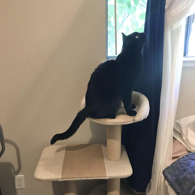 Petpals Group 3 Level Playhouse Condo Cat Tree 39 H Petco