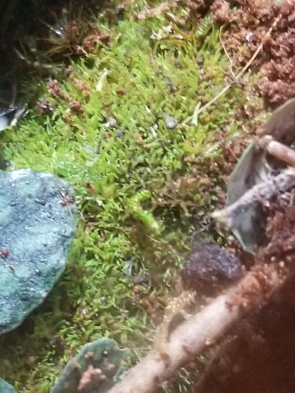 Sheet moss.