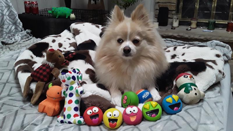Some of my Squeaking toys!