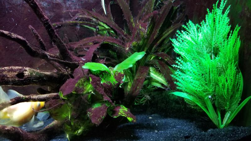 Imagitarium Green Hair grass Midground Plastic Aquarium Plant