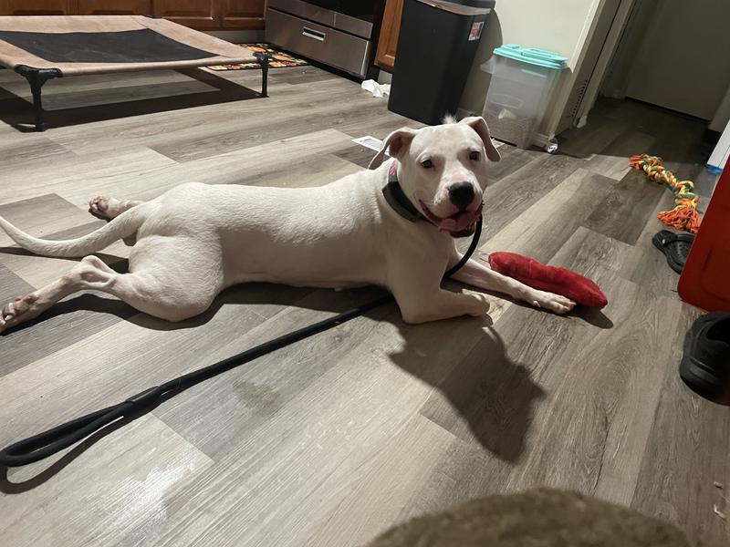 Zymox Itch Relief Pet Shampoo with Vitamin D3, 1 Gallon