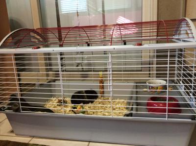 living world deluxe habitat large