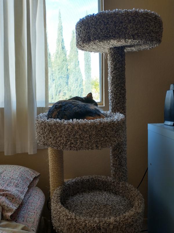 Hills cat outlet condo