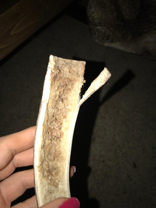 Splintering in under an hour (55 lb lab)