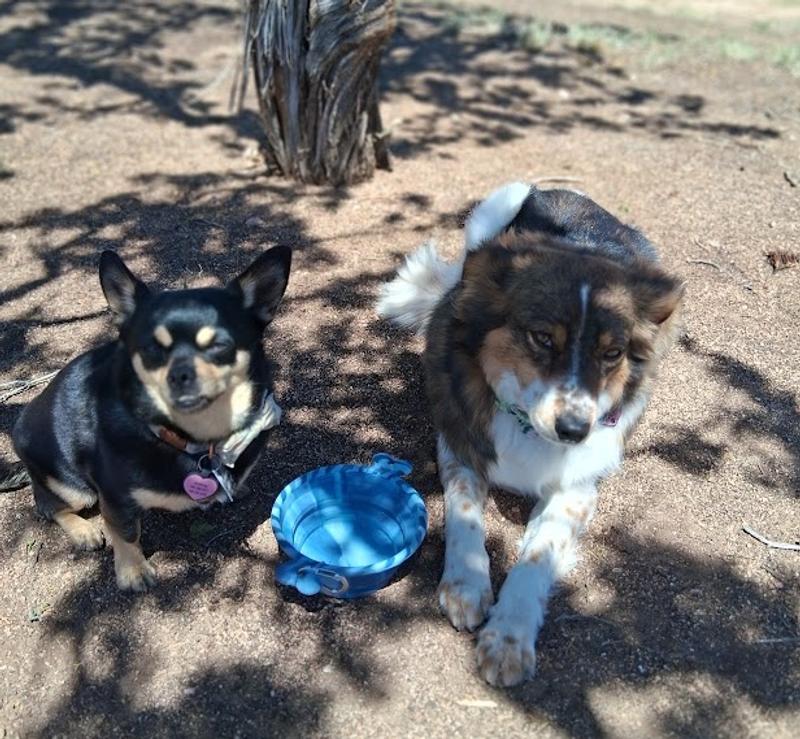1-cup size work for both dogs