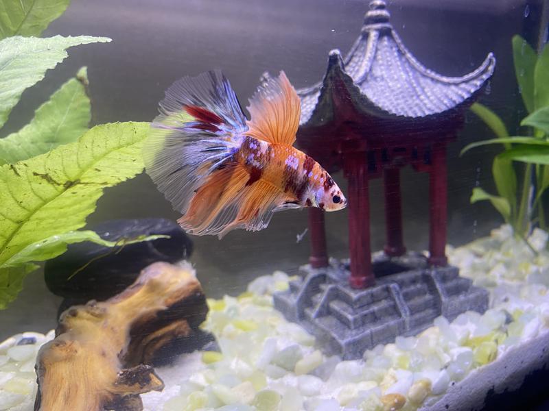 Imagitarium Male Tangerine Koi Betta Fish for Freshwater Tanks