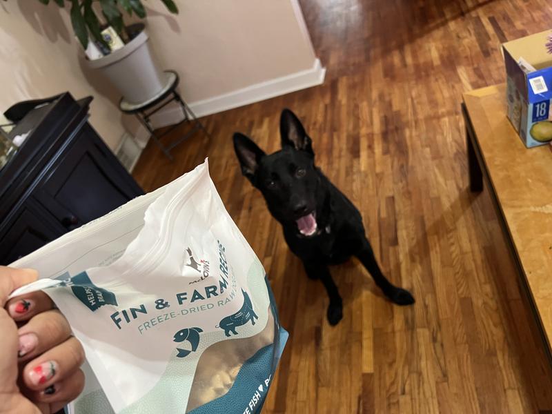 My babies are happy to do a trick just to get some food 😂