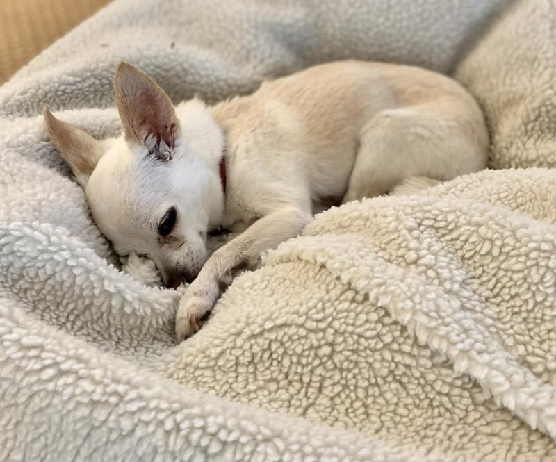 Carolina Pet Company White Sherpa Puff Ball Dog Bed 26