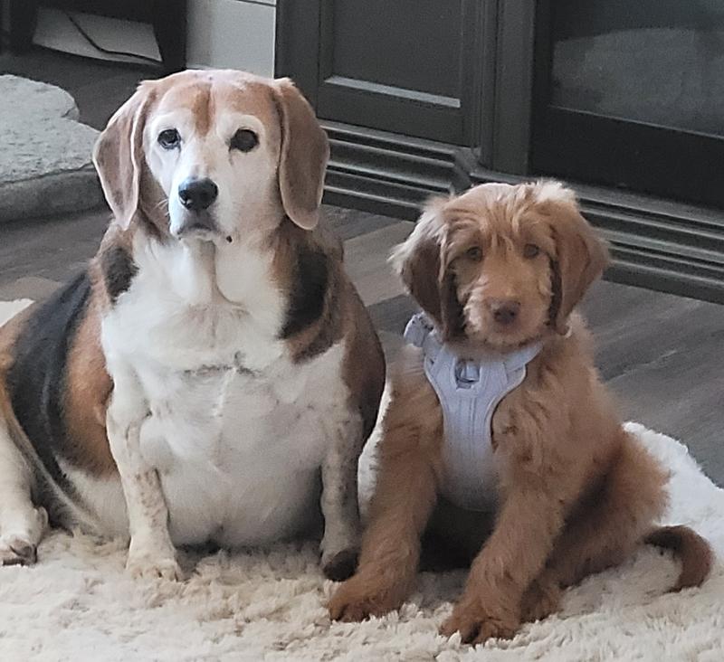 Ace & Ollie