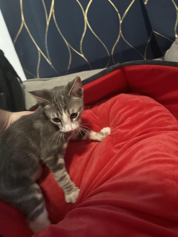 Photo - commentaire 5.