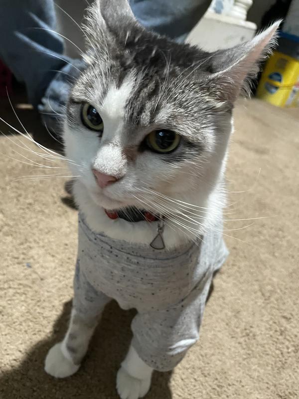 The sleeves are a little big for my cat