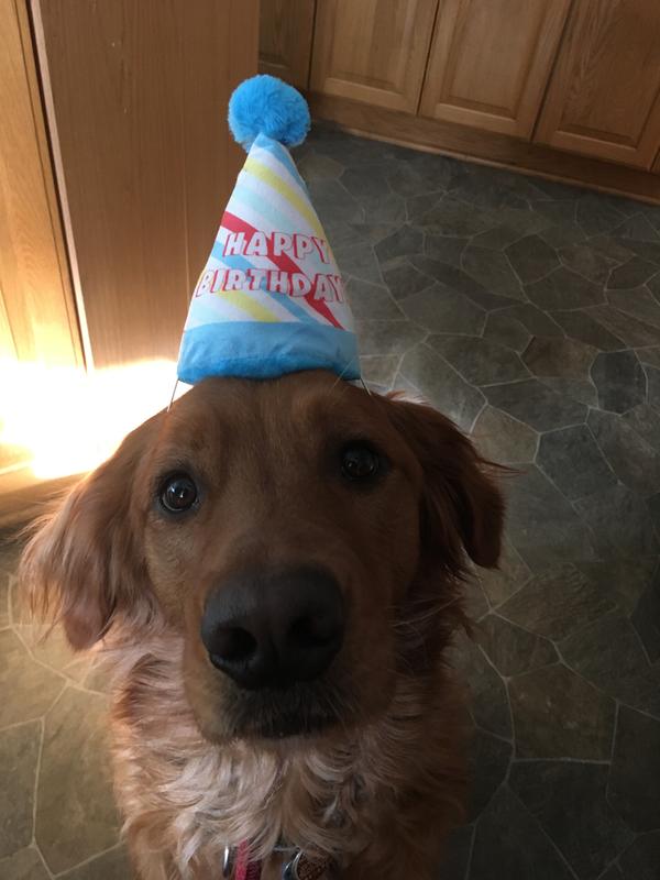 Birthday hat for dog to wear best sale