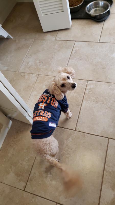 Pets First MLB Houston Astros Reversible T-Shirt,Medium for Dogs & Cats. A  Pet Shirt with The Team Logo That Comes with 2 Designs; Stripe Tee Shirt on