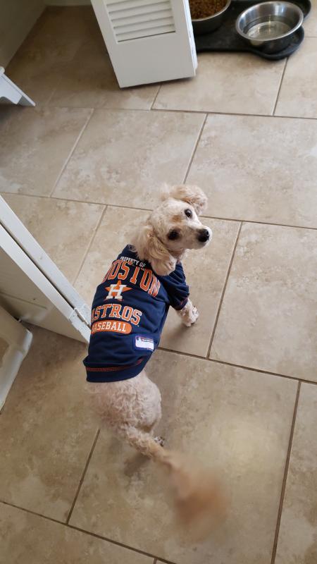  Pets First MLB Houston Astros Reversible T-Shirt,Medium for  Dogs & Cats. A Pet Shirt with The Team Logo That Comes with 2 Designs;  Stripe Tee Shirt on one Side,Team Color,AST-4158-MD 